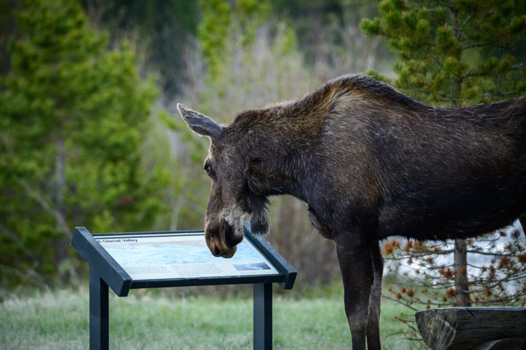 Moose and Sign