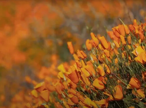 Poppies