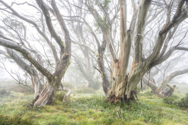 Snow Gums in Fog - by Mieke Boynton